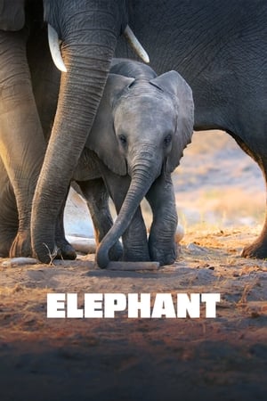 Nonton Film Elephant (2020) Terbaru Nonton Film Elephant (2020) Terbaru